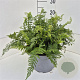 Polystichum set. 'Herrenhausen' 35-40 cm 10L