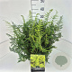 Polystichum set. 'Herrenhausen' 35-40 cm 10L