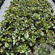 Helleborus argutifolius GM 2,0L