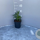 Helleborus foetidus GM 2,0L
