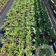 Helleborus foetidus GM 2,0L