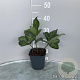 Helleborus er. Anna's Red GM 2,0L
