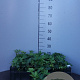 Helleborus niger GM P9