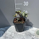Helleborus 'Winter Moonbeam' GM 2,0L