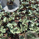 Helleborus 'Winter Moonbeam' GM 2,0L