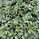 Helleborus 'Winter Moonbeam' GM 2,0L