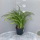 Hemerocallis 'Autumn Red' GM 2,0L
