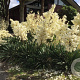 Yucca filamentosa 'Schneetanne' GM  P11