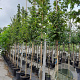 Acer campestre 'Elsrijk' 10-12 HO container 