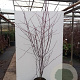 Acer capillipes 300-350 cm container meerstammig
