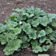 Heuchera a. 'Dale' GM P9