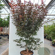 Acer pal. 'Pixie' 200-250 cm container meerstammig