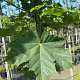 Acer plat. 'Cleveland' 12-14 HO container