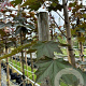 Acer plat. 'Fairview' 12-14 HO container