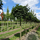 Acer plat. 'Globosum' 12-14 HO draadkluit boven vered. 240 cm stam