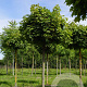 Acer plat. 'Globosum' 10-12 HO container boven vered. 225 cm stam