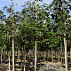 Acer pseudoplatanus 10-12 HO draadkluit