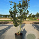 Acer rufinerve 200-250 cm container meerstammig