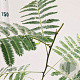 Albizia julibrissin 125-150 cm 3,5L