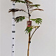 Albizia julibr. 'Evi's Pride' 170-200 cm 10L
