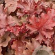 Heuchera Cherryberry GM 2,0L