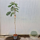 Albizia julibr. Ombrella 150 cm stam 7,5L
