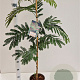 Albizia julibr. 'Rouge de Tuilière' 80-100 cm 3,0L