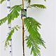 Albizia julibr. 'Rouge de Tuilière' 125-150 cm 3,5L