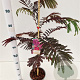 Albizia julibr. 'Summer Chocolate' 40-60 cm 3,0L