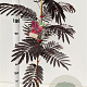 Albizia julibr. 'Summer Chocolate' 100-125 cm 3,0L