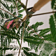 Albizia julibr. Tropical Dream 80-100 cm 3,0L