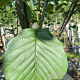 Alnus glutinosa 18-20 HO draadkluit 3 X verplant