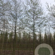 Alnus spaethii 18-20 HO draadkluit