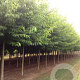 Alnus spaethii 20-25 HO draadkluit