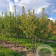 Amelanchier can. Rainbow Pillar 250-300 cm draadkluit meerstammig 3-4 tak
