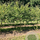 Amelanchier lamarckii 250-300 cm draadkluit meerstammig 3-4 tak