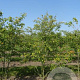 Amelanchier lamarckii 175-200 cm draadkluit meerstammig solitair