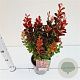 Berberis thunb. 'Red Rocket' 30-40 cm 2,5L