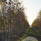 Betula pendula 12-14 HO draadkluit