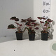Heuchera m. 'Palace Purple' GM P9