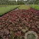 Heuchera m. 'Palace Purple' GM P9