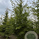 Carpinus betulus 400-450 cm draadkluit meerstammig