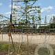 Carpinus betulus 180 cm stam container 10-12 hoge lei