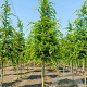 Carpinus betulus 14-16 HO draadkluit 3 X verplant