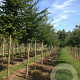 Carpinus betulus 16-18 HO draadkluit