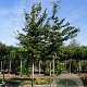 Carpinus betulus 16-18 HO draadkluit