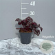 Heuchera 'Plum Pudding' GM 2,0L