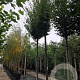 Carpinus bet. 'Fastigiata' 14-16 HO container