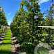 Carpinus japonica 12-14 cm draadkluit geveerd