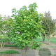 Catalpa bignonioides 'Nana' 300-350 cm draadkluit meerstammig